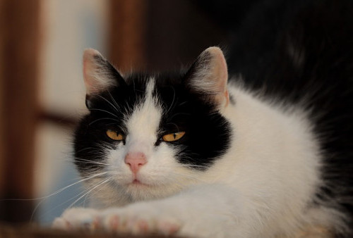 Cat Lovers, Stop Kebiasaan Beri Makan Nasi pada Kucing, Ini Alasannya