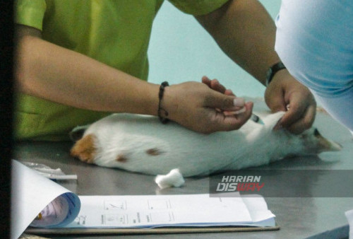 Perawat melakukan penyuntikan vaksin terhadap kucing di Divisi Klinik Veteriner FKH UNAIR, Surabaya, Jawa Timur, Sabtu, 16 September 2023.
Jatim Vet Club bersama Divisi Klinik Veteriner Fakultas Kedokteran Hewan Universitas Airlangga dan PDHI Jatim I melakukan sterilisasi kucing untuk mengendalikan populasi kucing liar di jalanan. (Nadia Aliya/Harian Disway)
