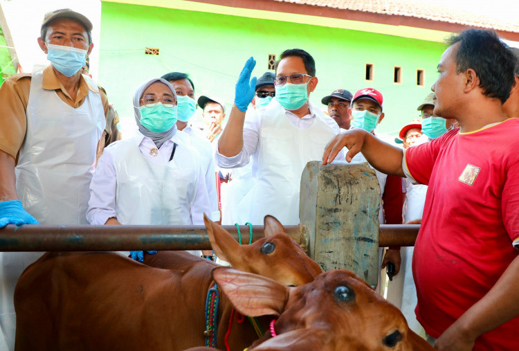 Virus PMK Terus Menyebar di Jatim, Infeksi 350 Ekor Ternak per Hari