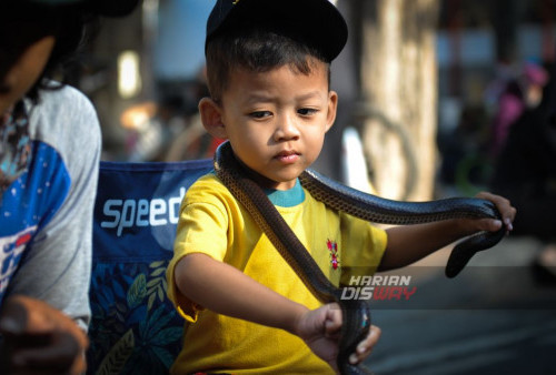 Anak membawa ular piliharaan kelompok pecinta satwa saat Hari Bebas Kendaraan Bermotor atau 