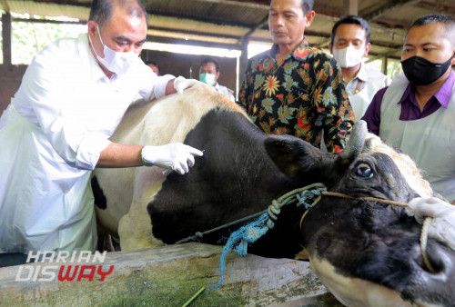 Vaksin Penyakit Mulut dan Kuku mulai disuntikkan 