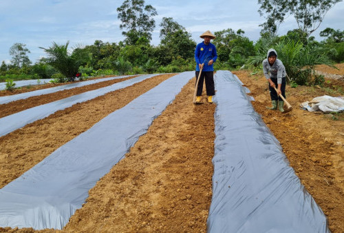 Petani di PALI Ramai-ramai Tanam Cabai