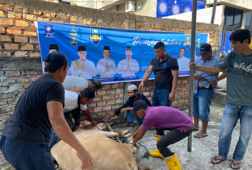 Hafisz Kurban 11 Sapi dan 78 Ekor Kambing 