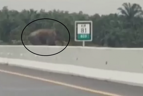 Video Viral Gajah Sumatera Nyeberang di Jalan Tol Pekanbaru-Dumai, Begini Penampakannya