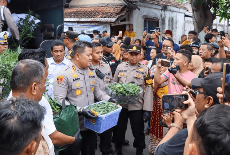 Budidaya Ganja di Jombang Dijual Jadi Rokok, Polisi Ungkap Harga hingga Rp13 Juta per Kg