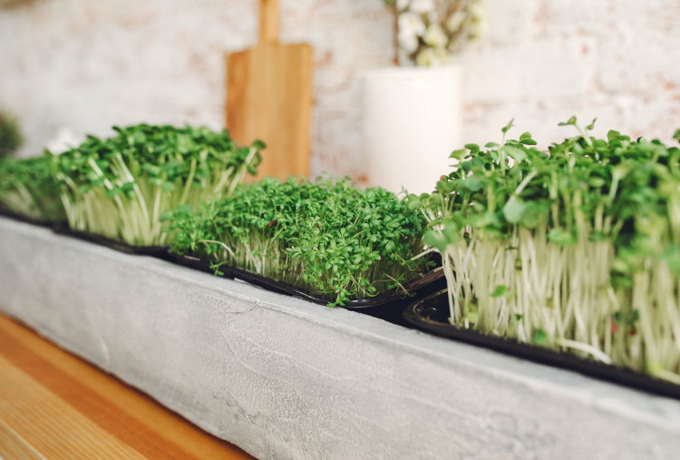 Cara Menanam Microgreens di dalam Ruangan, Mudah untuk Pemula!