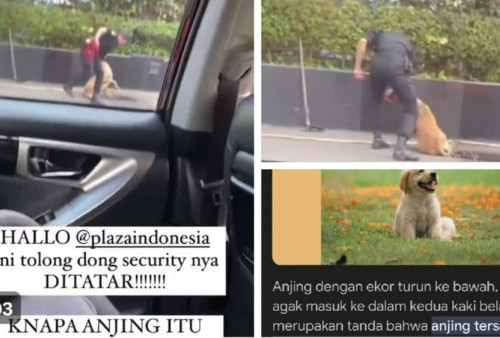 Viral Video Security Plaza Indonesia Tega Pukul Anjing Penjaga, Netizen: Pecat!