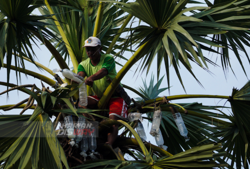 Penderes (petani air sadapan) Suriaman mengambil air sadapan (legen) di Hendrosari, Menganti, Gresik, Jawa Timur, Rabu (11/5). Dalam sehari pembuat Legen asli hanya bisa menghasilkan antara 20 liter hingga 30 liter legen tergantung produktifitas dan usia pohon siwalan yang dipanjat. Air sadapan (legen) dapat dikonsumsi langsung atau digunakan sebagai bahan baku pembuatan tuak dijual berkisar Rp. 20 ribu per satu setengah liternya. Foto: Julian Romadhon