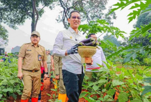 Urban Farming di Jakarta Solusi Stok Pangan, Penurunan Stunting hingga Lapangan Kerja Baru