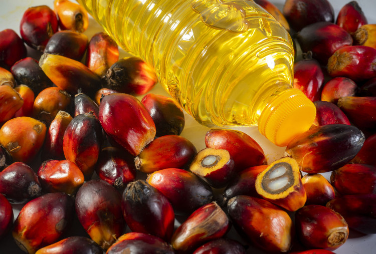 Mahalnya Kemasan Plastik Picu Kenaikan Harga Minyak Goreng, Imbas Konflik AS-Iran