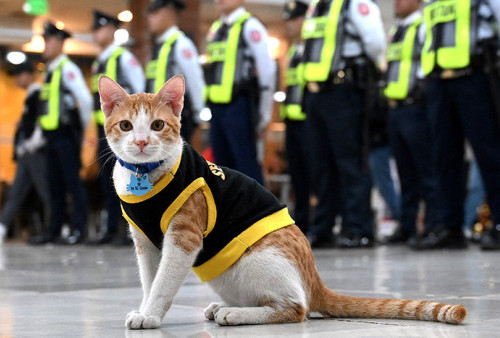 Kucing jadi Satpam, Bantu Tim Sekuriti di Manila agar Tidak Bosan