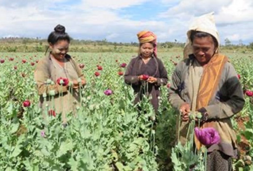 Myanmar Menyalip Afghanistan Sebagai Produsen Opium Terbesar Dunia