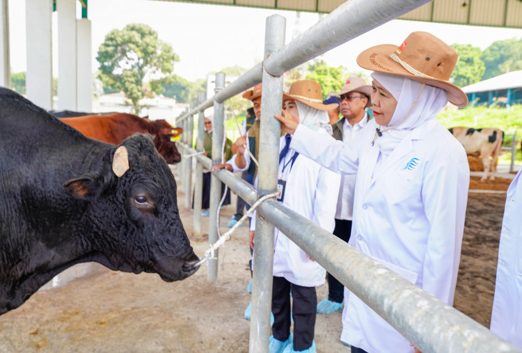 BBIB Singosari Siapkan Benih Beku Sapi Wagyu dan Belgian Blue, Dorong Swasembada Daging Nasional