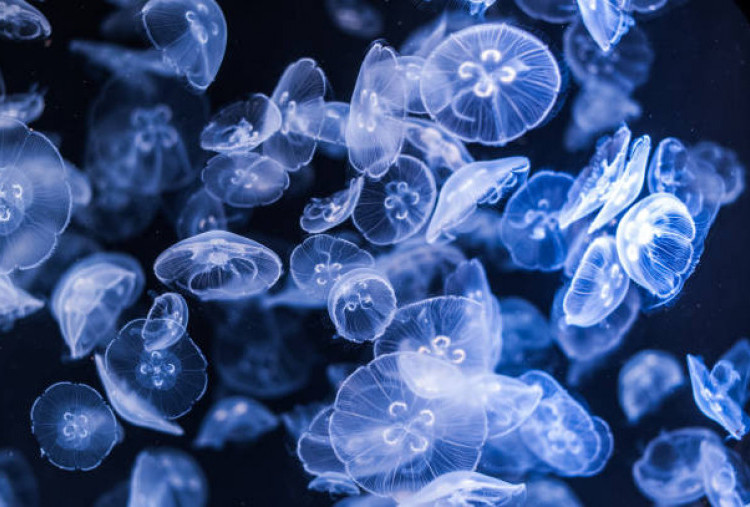 Menelusuri Keajaiban Laut: Fakta Unik dan Makna di Balik Hari Ubur-Ubur Sedunia 2025