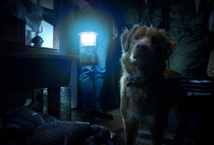 Sinopsis Film Horor Good Boy, Teror Supernatural dari Sudut Pandang Anjing Peliharaan