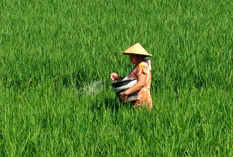 Mereka Belum Merdeka: Petani Muda Minim Dukungan, Musim Panen Tak Selalu Menguntungkan 