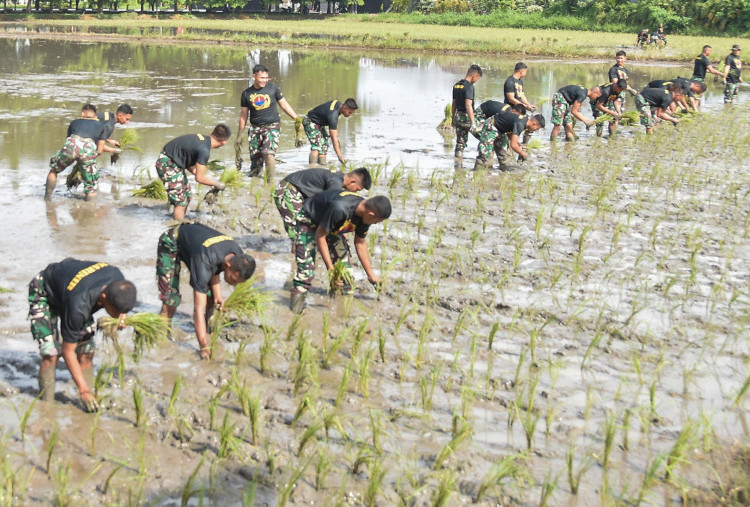 Tampak Prajurit -Prajurit Brigif 2 Marinir melakukan “Tandur “ ( Menanam padi dengan cara mundur ) yang merupakan metode tanam tradisional dengan tujuan agar benih yang sudah tertanan tidak terinjak.  Untuk meminimalisir  lumpur dan memudahkan pergerakan  dalam melakukan penanaman ,mereka melipat celana lorengnya hingga atas lutut . Mereka berbaris rapi , Karena dilaukan dengan personil yang banyak maka tak butuh waktu lama untuk mengisi petak -petak sawah itu dengan benih padi .
Foto : Dispen Kormar TNI Angkatan Laut

