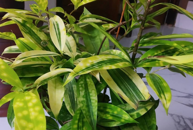 Bambu Dracena Bukan Sekadar Tanaman Hias, Benarkah Bisa Membawa Rezeki?