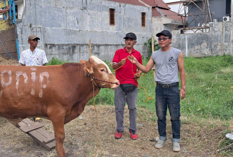 Dari Pesantren hingga Panti Asuhan, PDIP Jatim Tebar 468 Sapi Kurban