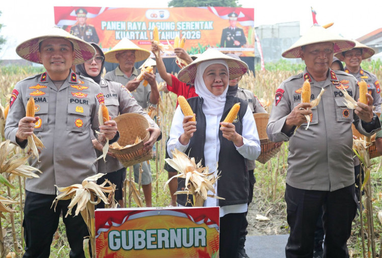 Panen Raya Jagung Serentak Kuartal I Digelar di Sidoarjo, Dukung Ketahanan Pangan Nasional