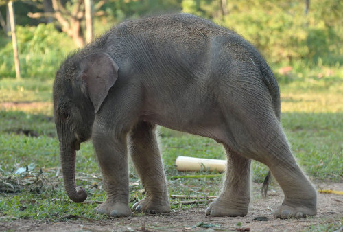 Ini Proses Kelahiran Anak Gajah Sumatera di Taman Lembah Hijau 