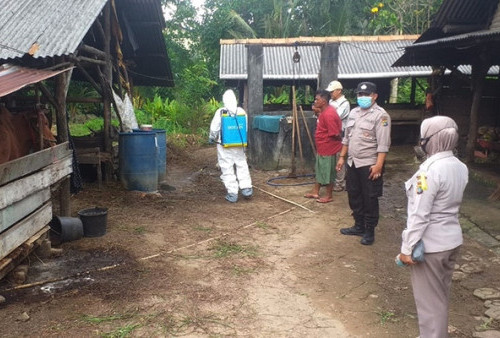 Cegah PMK, Polres Pangkalpinang Semprotkan Disinfektan di Kandang Ternak Milik Warga