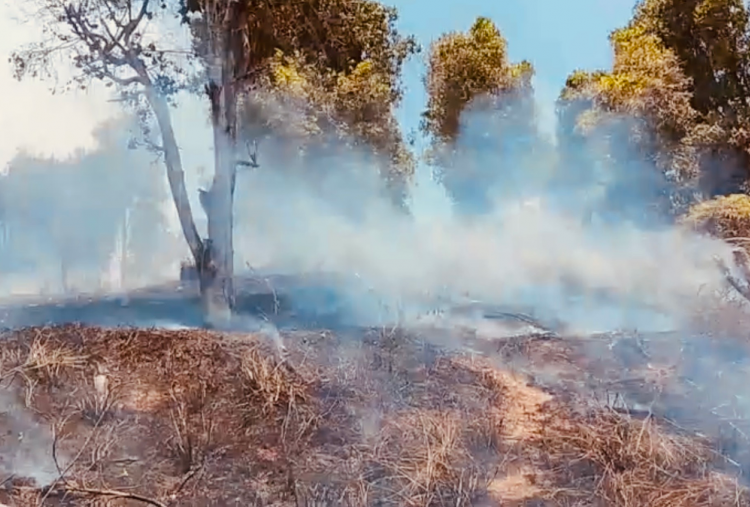 Karhutla Makin Meluas dari Jawa hingga Sulawesi dan Kalimantan, 6 Provinsi Jadi Prioritas Penanganan BNPB