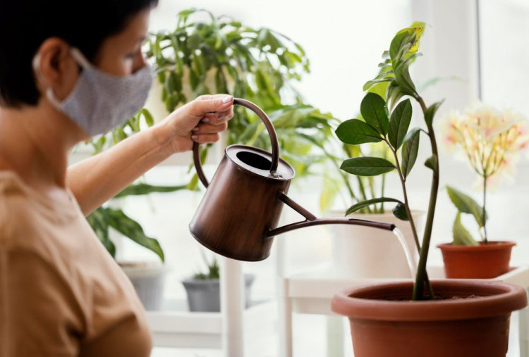 Rahasia Teknik Stress Air agar Tanaman Buah dalam Pot Produktif Sepanjang Tahun