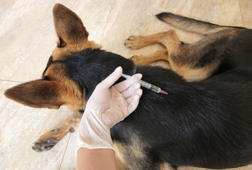 Kasus Rabies Meningkat, Pemerintah Siapkan Vaksin untuk HPR