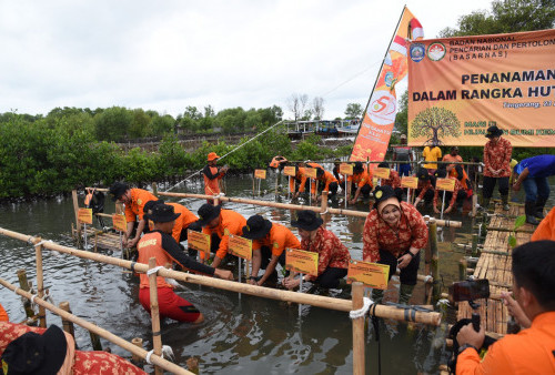Basarnas Aksi Tanam 1000 Mangrove di Tanjung Pasir