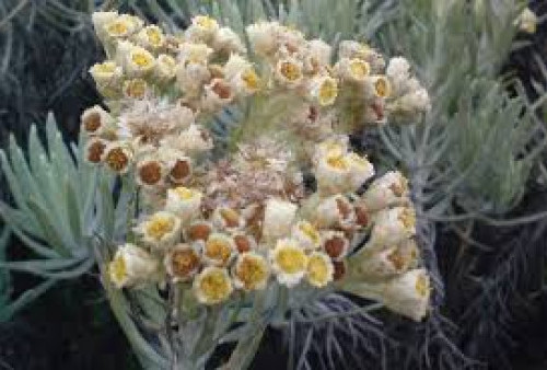 Dilindungi UU, Alasan Bunga Edelweis Kerap Disebut Bunga Abadi yang Dilarang Dipetik, Ini Penjelasannya