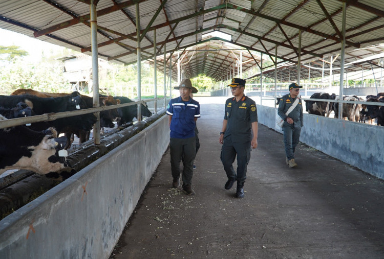 Jatim Masih Butuh 50 Ribu Sapi Perah Untuk Cukupi Kebutuhan Produksi Susu