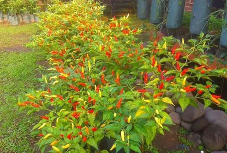 Rahasia Menanam Cabai di Pot agar Berbuah Lebat Meski Tanpa Pupuk Kimia