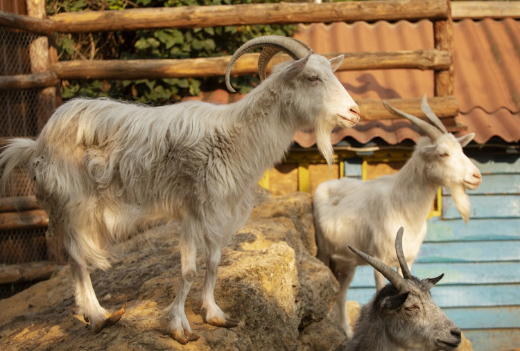 Modal Kecil Untung Besar! Cek Cara Bisnis Ternak Kambing untuk Pemula, Keuntungan Mengalir Deras