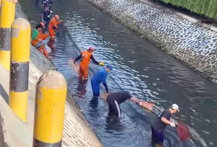 Pramono Dukung PPSU 'Buru' Ikan Sapu-sapu: Lakukan secara Masif!