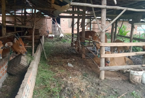 Peternak Desa Karya Mulya Sediakan Hewan Lokal