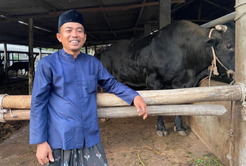 Presiden Jokowi Beli Sapi Kurban di Bangka Tengah, Berat Hampir 1 Ton