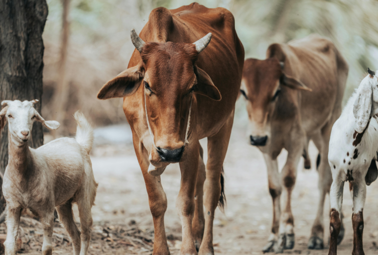 Bingung Mau Kurban Sapi atau Kambing, Mana yang Paling Diutamakan? Ini Penjelasan Buya Yahya