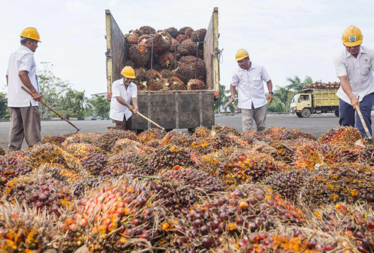 Masa Depan Cerah Industri Sawit Indonesia