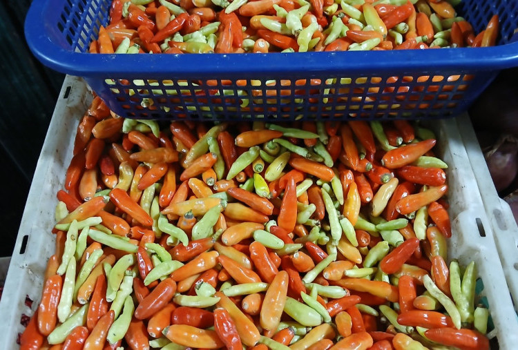 Pedas! Harga Cabai Rawit Merah di Pasar Palmerah Tembus Rp100.000 per Kilogram, Amran: Naik Sedikit Wajar