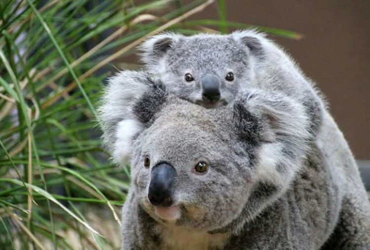Koala Parenting, Menekankan Kedekatan Orang Tua dan Anak