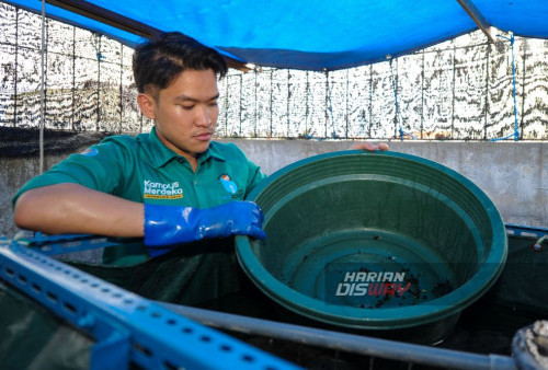 Peternak, Ray Albani (21) mengambil lobster air tawar (Cherax quadricarinatus) yang dibudidayakan di sebuah rumah kawasan Dupak, Surabaya, Jawa Timur, Sabtu, 20 Januari 2024. Lobster air tawar jenis 