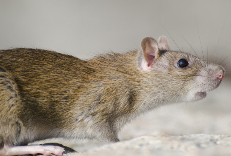 23 Kasus Positif Hantavirus di RI, Berikut Wilayah Persebarannya!
