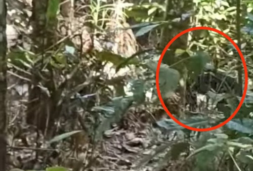 Warga Sukamenang Temukan Macan Tutul, Kondisinya Pincang