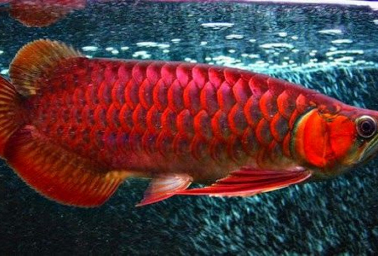 6 Jenis Puspa serta Satwa Unik dan Langka di Indonesia