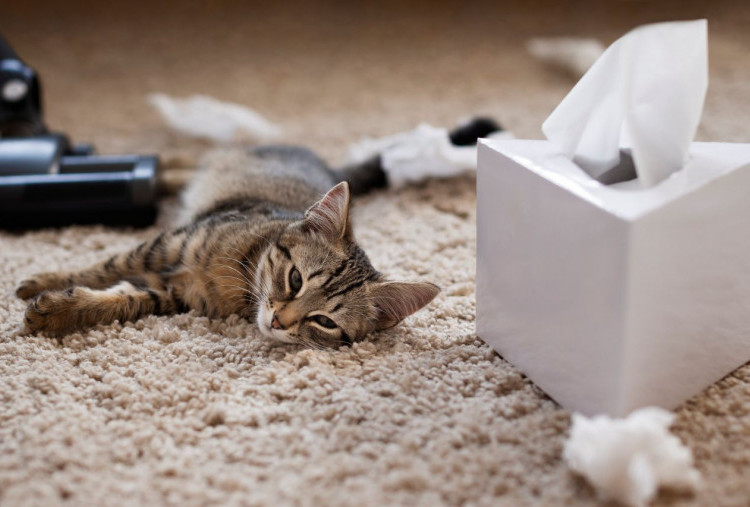 Musim Hujan, Kucing Peliharaan Rentan Terserang Flu, Cat Pawrents Wajib Kenali Cara Mengatasi Flu dan Batuk 