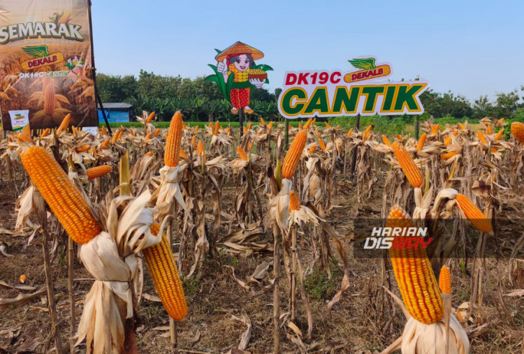 Lahan demplot benih jagung hibrida Dekalb DK19C di Ponorogo, Jawa Timur, menunjukkan potensi inovasi Bayer yang mampu menghasilkan panen hingga 10–12 ton per hektare.