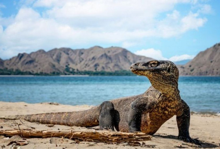 Indonesia Kirim Komodo ke Jepang, Kerja Sama Konservasi dan Diplomasi Hijau Dimulai