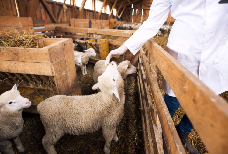 Berapa Banyak Daging Kambing yang Aman Dikonsumsi saat Iduladha?