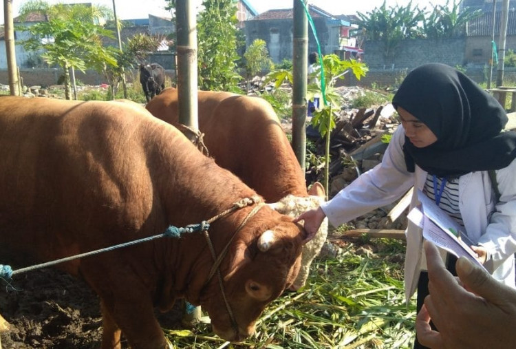 Integrasi One Health: Peran Sentral Dokter Hewan dalam Mendukung Ketahanan Pangan 